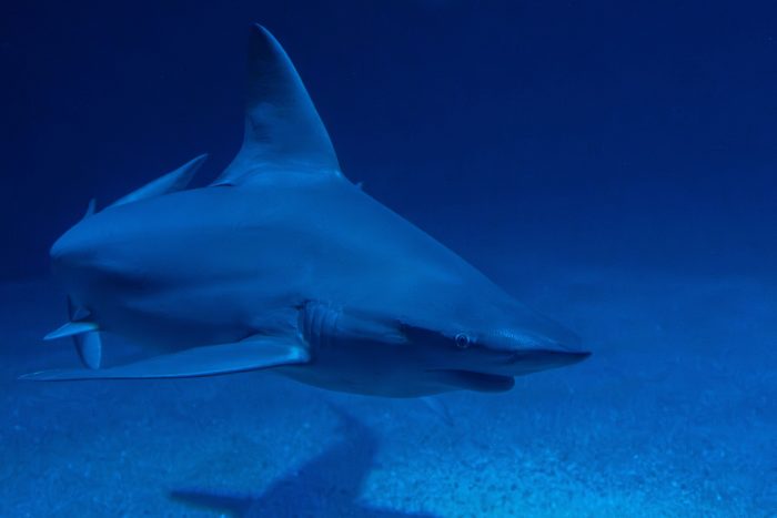 Great white shark