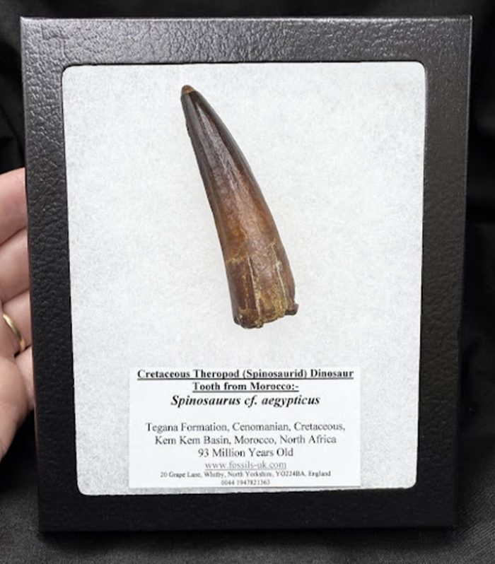 A theropod claw from Fossils UK.
