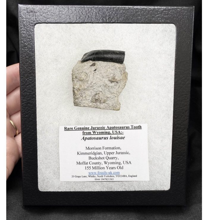 Rare Genuine Jurassic Apatosaurus Tooth from Wyoming, USA in a black frame with an information card.