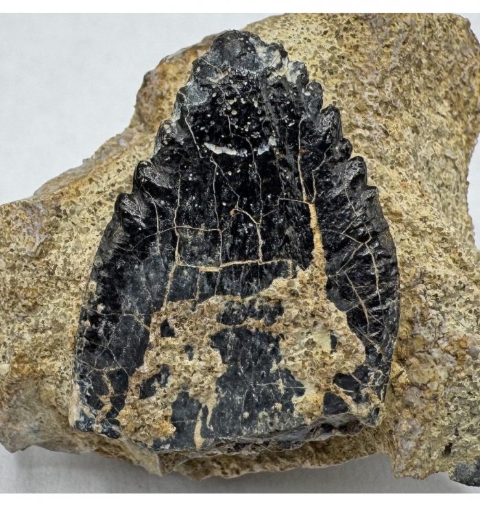 Sauropod tooth fossil