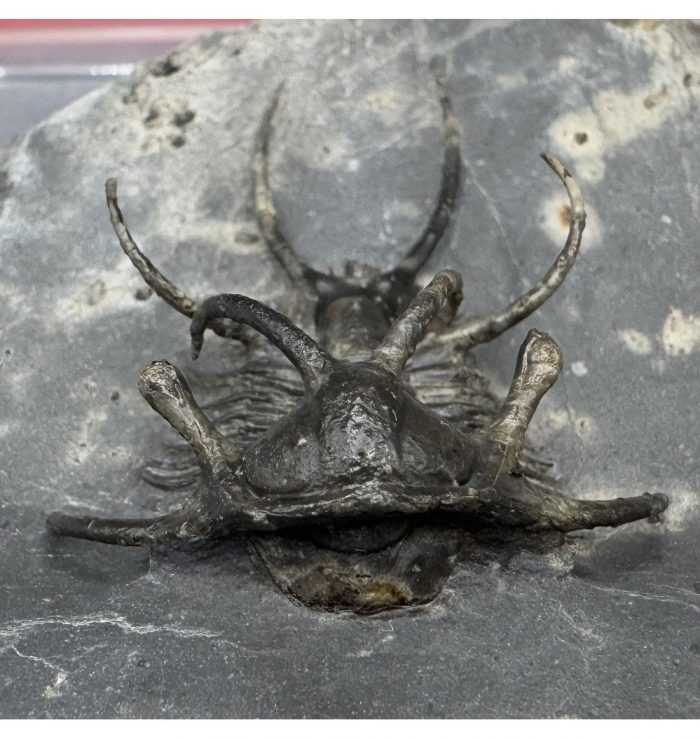 Spiny Lower Devonian Trilobite