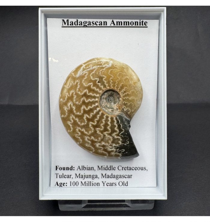 Madagascan Ammonite