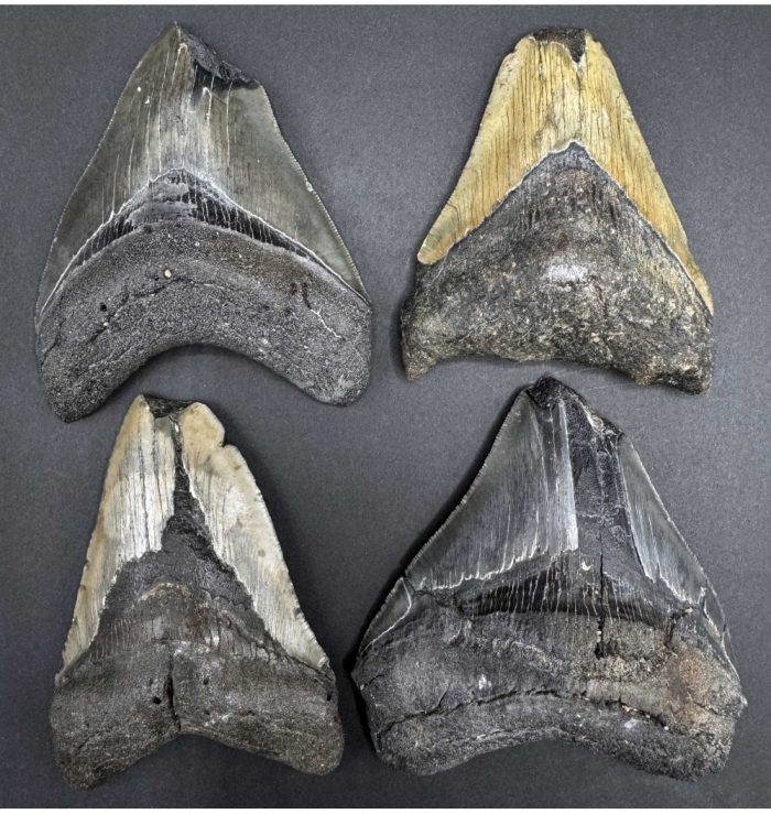 Single Cheap 3/4 Damaged Megalodon