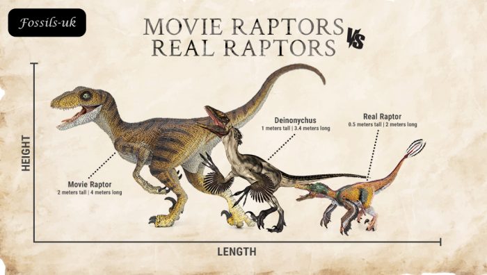 A graphic showcasing the differences between velociraptors and how they're depicted in films.