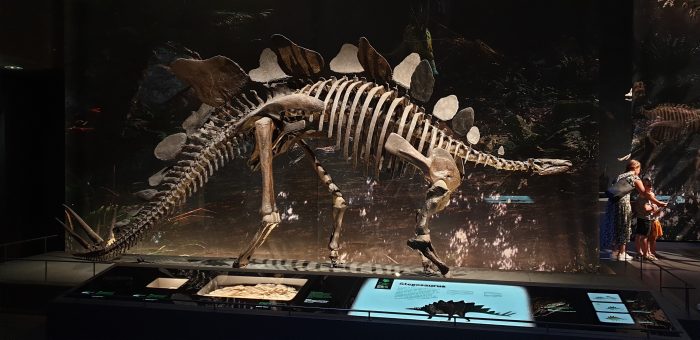 Stegosaurus skeleton on display