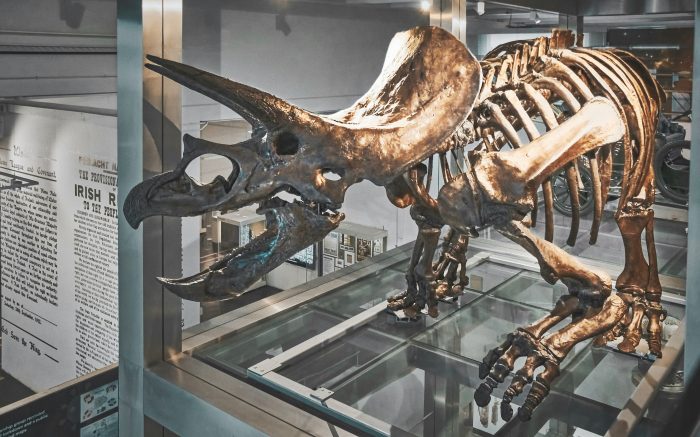 A full triceratops skeleton exhibited at the Ulster Museum in the Queen's Quarter in Belfast
