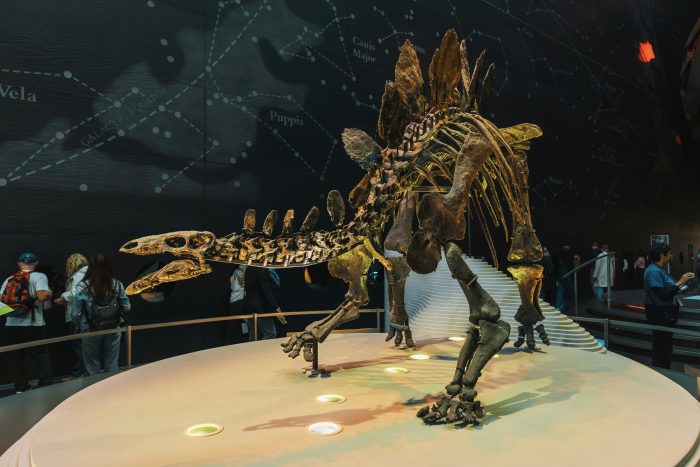 Stegosaurus Skeleton Display in Dinosaur Exhibit