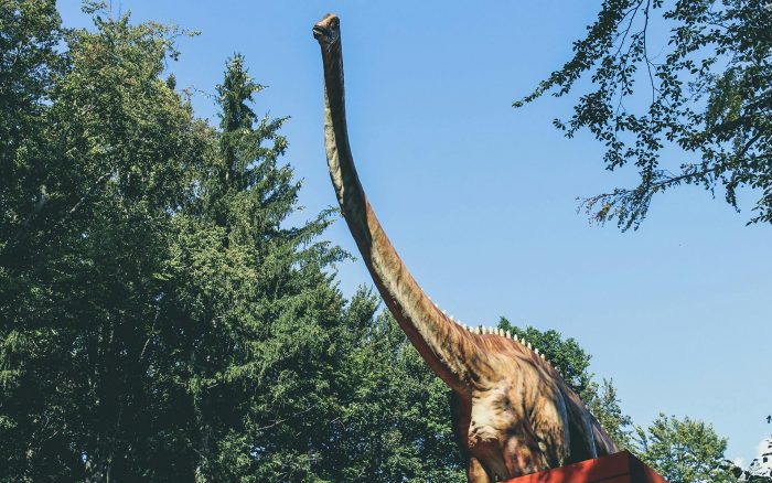 Sauropod model on display