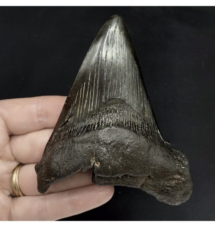 4 Inch Pathologically Deformed Miocene ‘Megalodon’ Shark Tooth from South Carolina USA (SKU V5300):- Otodus (Carcharocles) megalodon