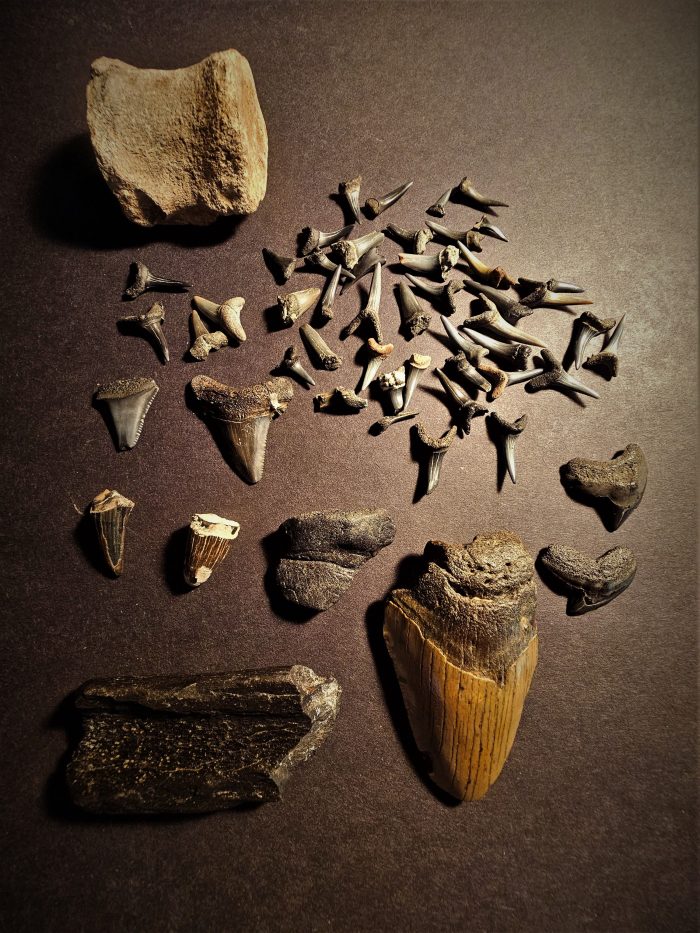 Assorted fossilised shark teeth displayed on a dark background, emphasising prehistoric marine life.