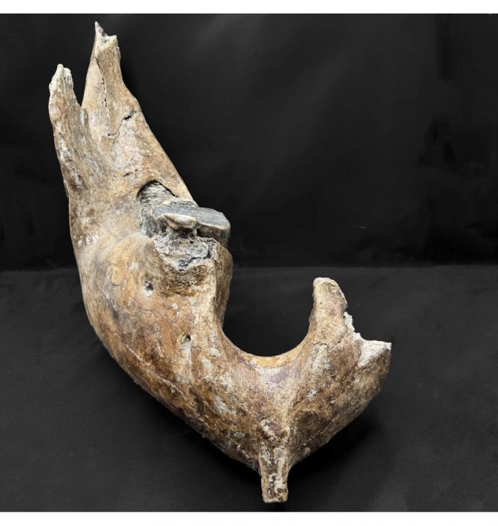 Baby Woolly Mammoth Lower Right Jaw from the North Sea