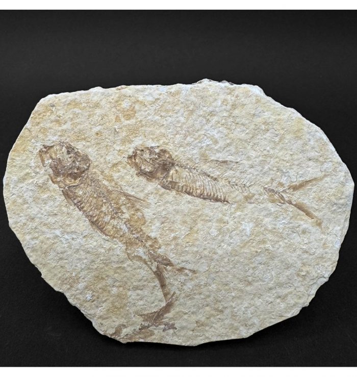 Eocene Period Fossil Fish from Wyoming