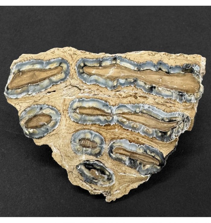 Polished Columbian Mammoth Tooth Slice