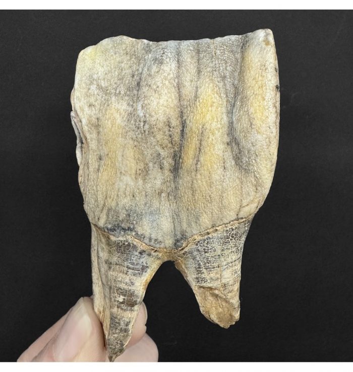 Woolly Rhinoceros Tooth from Oxfordshire, England
