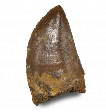 1.25 Inch Cretaceous Theropod Dinosaur (Carnosaur) Tooth from Morocco, North Africa (SKU V8941):- Carcharodontosaurus cf. saharicus