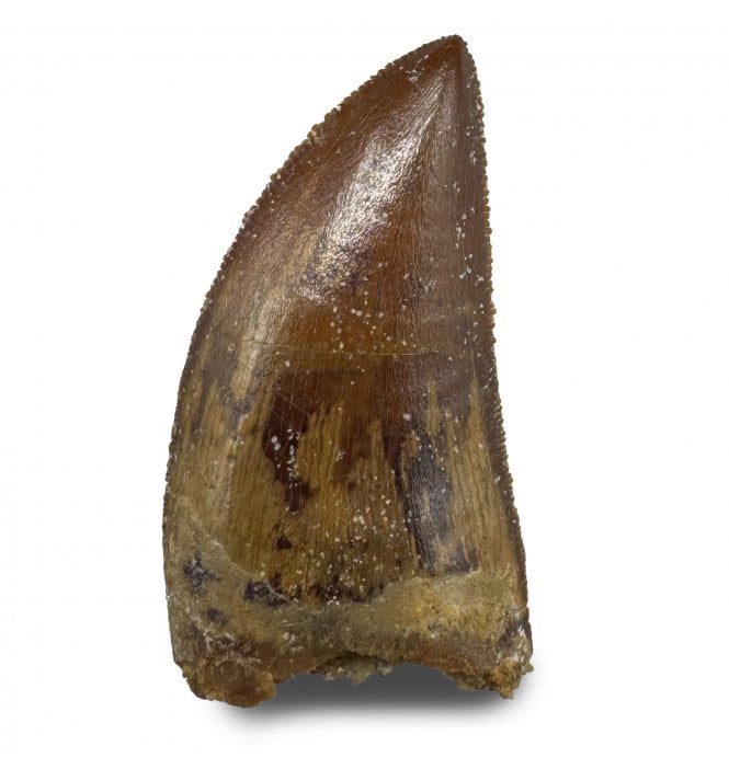 1.25 Inch Cretaceous Theropod Dinosaur (Carnosaur) Tooth from Morocco, North Africa (SKU V8942):- Carcharodontosaurus cf. saharicus