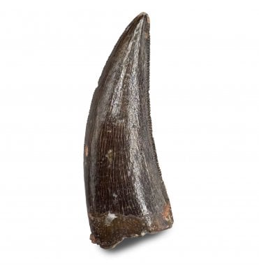 1.25 Inch Cretaceous Theropod (Nosasaur-Abeilsaur) Dinosaur Tooth from Kem Kem Beds, Morocco, North Africa (SKU V8224):- Deltadromeus aff. agilis