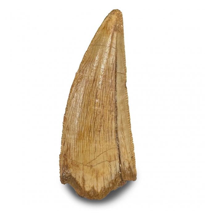 1.25 Inch Cretaceous Theropod (Nosasaurid-Abeilsaur) Tooth from Kem Kem Beds, Morocco (SKU V8946):- Abeilsaur sp. indet.