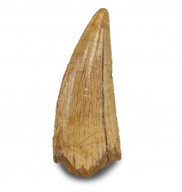 1.25 Inch Cretaceous Theropod (Nosasaurid-Abeilsaur) Tooth from Kem Kem Beds, Morocco (SKU V8946):- Abeilsaur sp. indet.