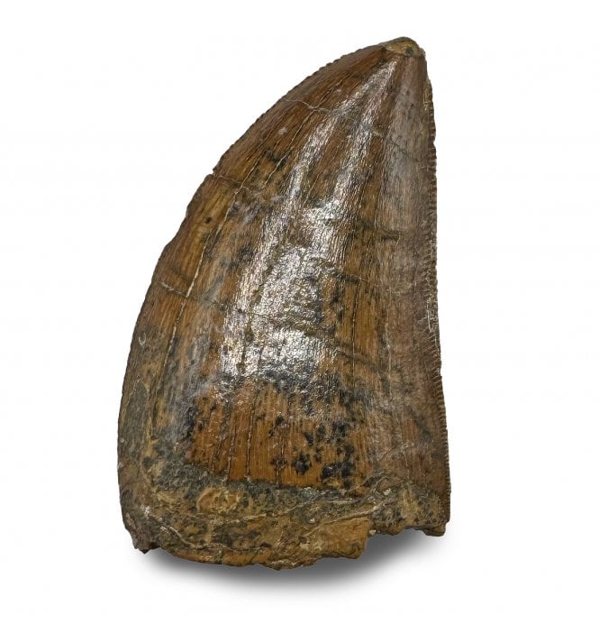 1.5 Inch Cretaceous Theropod (Carnosaur) Tooth from Morocco (SKU V8776):- Carcharodontosaurus cf. saharicus