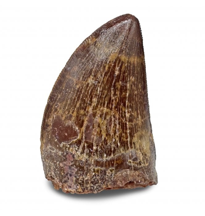 1.5 Inch Cretaceous Theropod Dinosaur (Carnosaur) Tooth from Morocco, North Africa (SKU V7750):- Carcharodontosaurus cf. saharicus