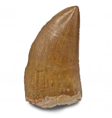 1.5 Inch Cretaceous Theropod Dinosaur (Carnosaur) Tooth from Morocco, North Africa (SKU V7751):- Carcharodontosaurus cf. saharicus