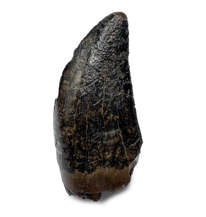 1.75 inch Cretaceous Theropod Dinosaur (Tyrannosaurus) Tooth from the Hell Creek Formation, Montana, USA (SKU V7520):- Tyrannosaurus Rex