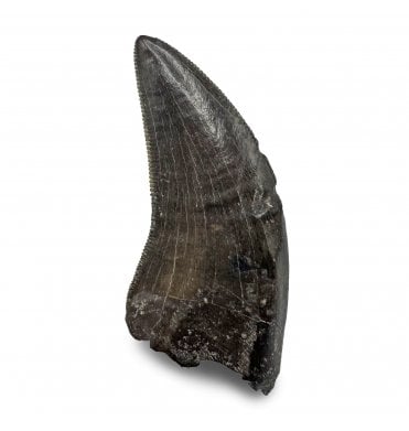 1 Inch Cretaceous Dinosaur (Tyrannosaur) Tooth from Montana, USA (SKU V7734):- Nanotyrannus lancensis