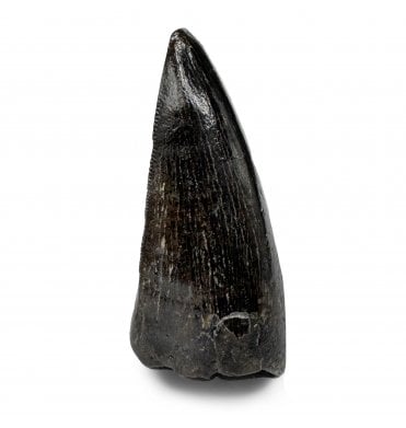 1 Inch Cretaceous Theropod Dinosaur (Tyrannosaur) Tooth from the Two Medicine Formation, Montana, USA (SKU V9279):- Daspletosaurus cf. torosus