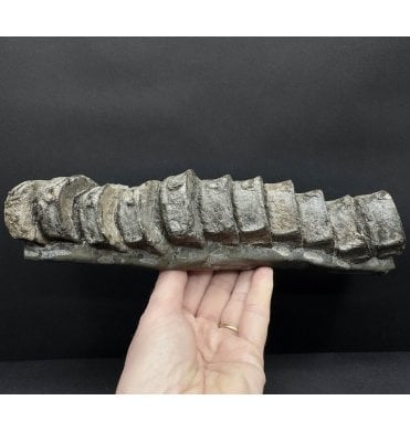 11 British Lower Jurassic, Upper Lias, Ichthyosaur Vertebrae from Whitby, North Yorkshire, England (SKU V8424) AW62