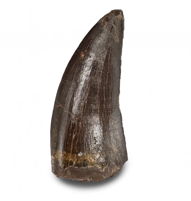 2 Inch Cretaceous Carnosaur Dinosaur Tooth from Kem Kem Beds, Morocco, North Africa (SKU V9309):- Carcharodontosaurus cf. saharicus