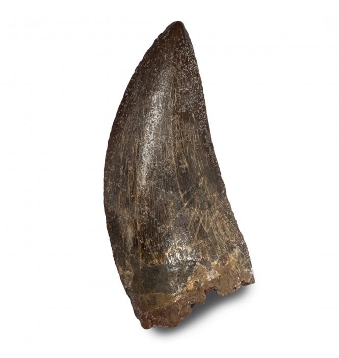 2 Inch Cretaceous Carnosaur Dinosaur Tooth from Kem Kem Beds, Morocco, North Africa (SKU V9310):- Carcharodontosaurus cf. saharicus