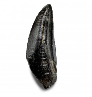 2 Inch Cretaceous Theropod Dinosaur (Tyrannosaur) Tooth from the Two Medicine Formation, Montana, USA (SKU V9280):- Daspletosaurus cf. torosus