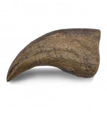 3.2 Inch Cretaceous Caenagnathid Theropod Dinosaur Claw from South Dakota, USA (SKU V9255):- Anzu wyliei