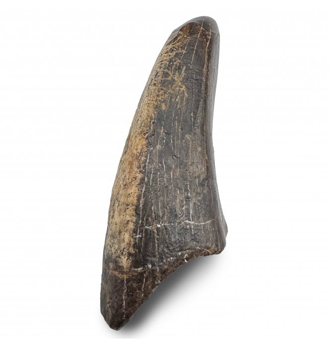 3.2 Inch Cretaceous Theropod Dinosaur (Tyrannosaurus rex) Tooth from Wyoming, USA (SKU V9254):- Tyrannosaurus Rex