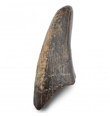 3.2 Inch Cretaceous Theropod Dinosaur (Tyrannosaurus rex) Tooth from Wyoming, USA (SKU V9254):- Tyrannosaurus Rex