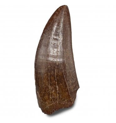3.25 Inch Cretaceous Theropod Dinosaur (Carnosaur) Tooth from Morocco, North Africa (SKU V8944):- Carcharodontosaurus cf. saharicus
