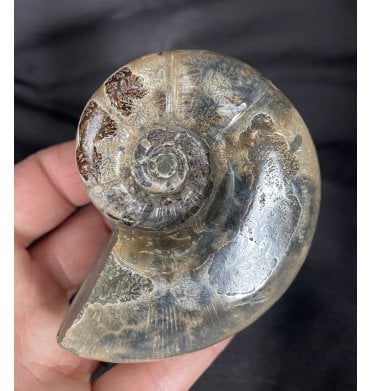 3.25 Inch Upper Cretaceous Ammonite from Madagascar (SKU A1609):- Argonauticeras sp.