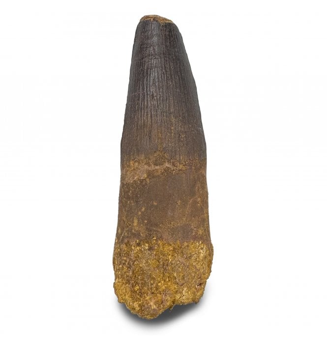 3.5 Inch Cretaceous Theropod (Spinosaurus) Dinosaur Tooth from Kem Kem Beds, Morocco (SKU V9294):- Spinosaurus cf. aegypticus