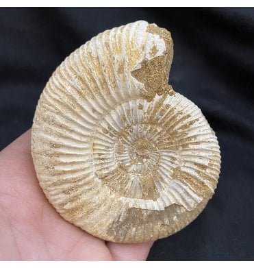 3.5 Inch Middle Jurassic Ammonite from Madagascar (SKU A1670):- Dichotomosphinctes antecedens