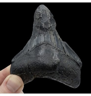 3.5 Inch Pathological Miocene ‘Megalodon’ Fossil Shark Tooth from South Carolina, USA (SKU V5096):- Otodus (Carcharocles) megalodon
