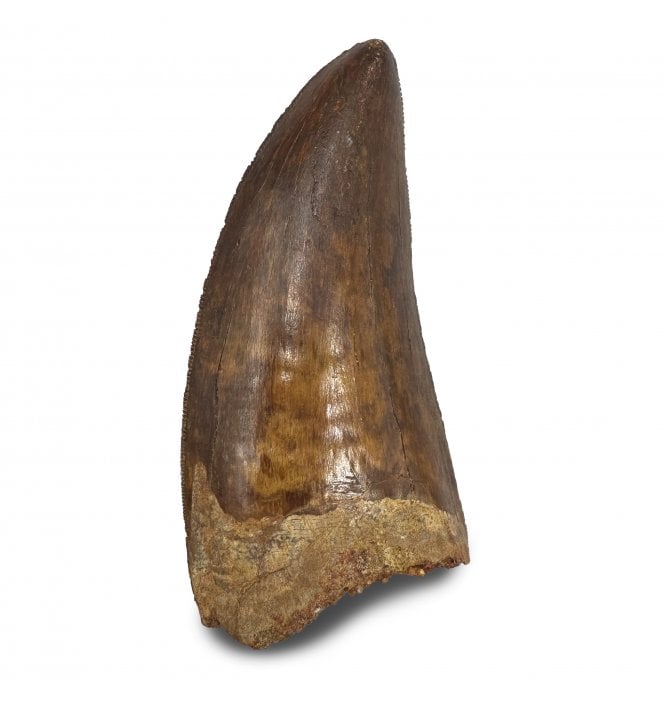 3 Inch Cretaceous Carnosaur Dinosaur Tooth from Kem Kem Beds, Morocco, North Africa (SKU V9297):- Carcharodontosaurus cf. saharicus
