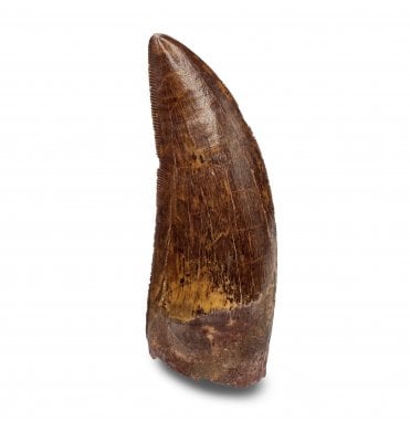 3 Inch Cretaceous Theropod Dinosaur (Carnosaur) Tooth from Morocco, North Africa (SKU V7343):- Carcharodontosaurus cf. saharicus