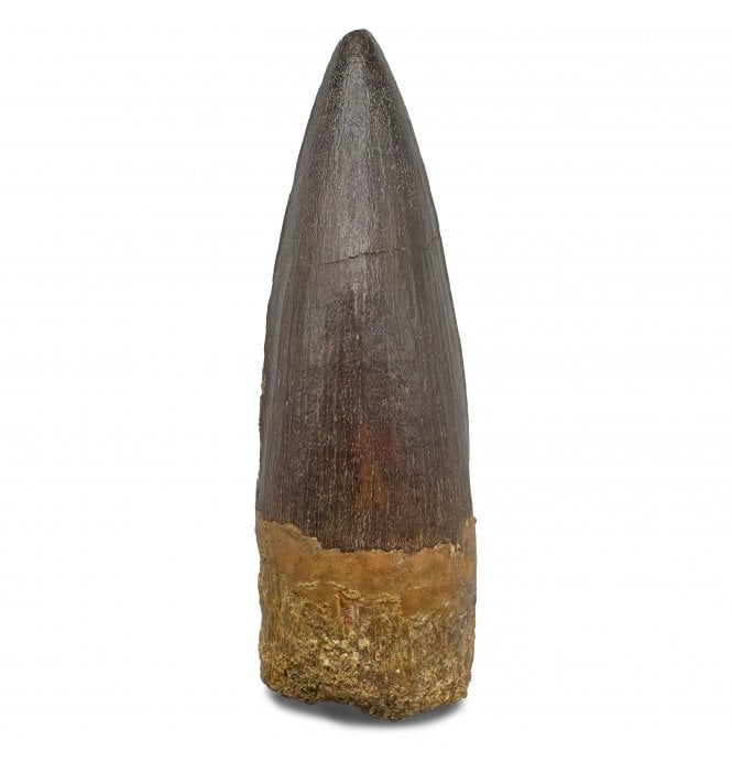 3 Inch Cretaceous Theropod (Spinosaurus) Tooth from Kem Kem Beds, Morocco (SKU V8602):- Spinosaurus sp. indet.