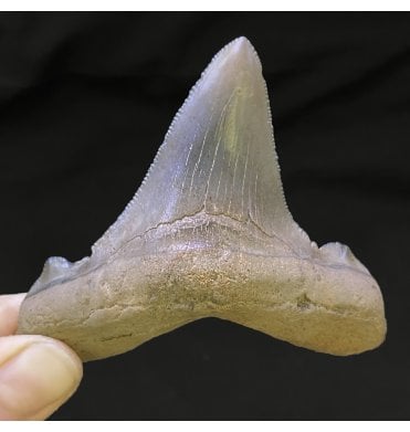 3 Inch Eocene ‘Megatooth’ Fossil Shark Tooth from South Carolina, USA (SKU V4782):- Carcharocles angustidens