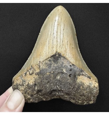 4 Inch Olive Green Miocene ‘Megalodon’ Shark Tooth from South Carolina, USA (SKU V9144):- Otodus (Carcharocles) megalodon