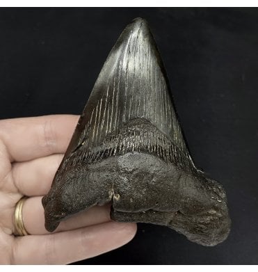 4 Inch Pathologically Deformed Miocene ‘Megalodon’ Shark Tooth from South Carolina USA (SKU V5300):- Otodus (Carcharocles) megalodon