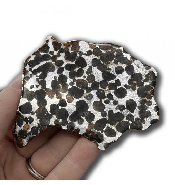 47g Sericho Pallasite Slice Stony-Iron Meteorite (SKU M2470)