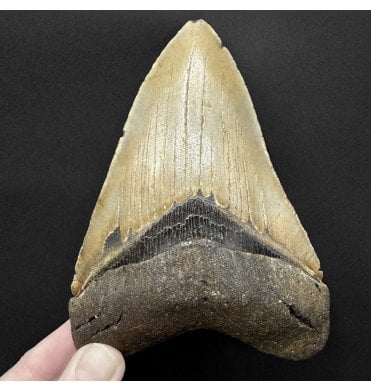 5.25 Inch Olive Green Miocene ‘Megalodon’ Shark Tooth from South Carolina, USA (SKU V9246):- Otodus (Carcharocles) megalodon