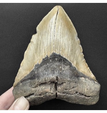 5.25 Inch Olive Green with Bite Damage Miocene ‘Megalodon’ Shark Tooth from South Carolina, USA (SKU V9146):- Otodus (Carcharocles) megalodon